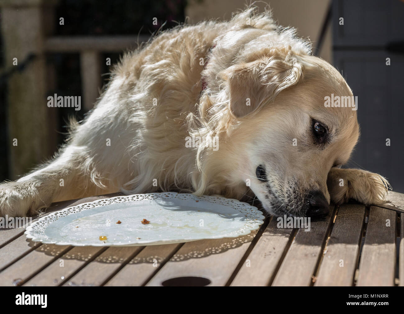 Die Geburtstagsfeier meiner goldenen Hund namens Prinz, das in Rekordzeit  ein Hund Kuchen verzehrt, mit Mimik und Gestik, dass Sie l Stockfotografie  - Alamy