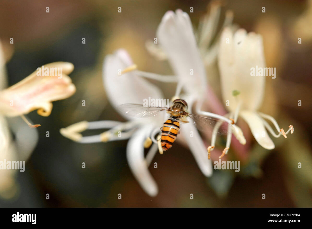 Schöne Nahaufnahme der schweben Fliegen - besetzt Pollen sammeln aus dem geißblatt Pflanze im Garten Stockfoto