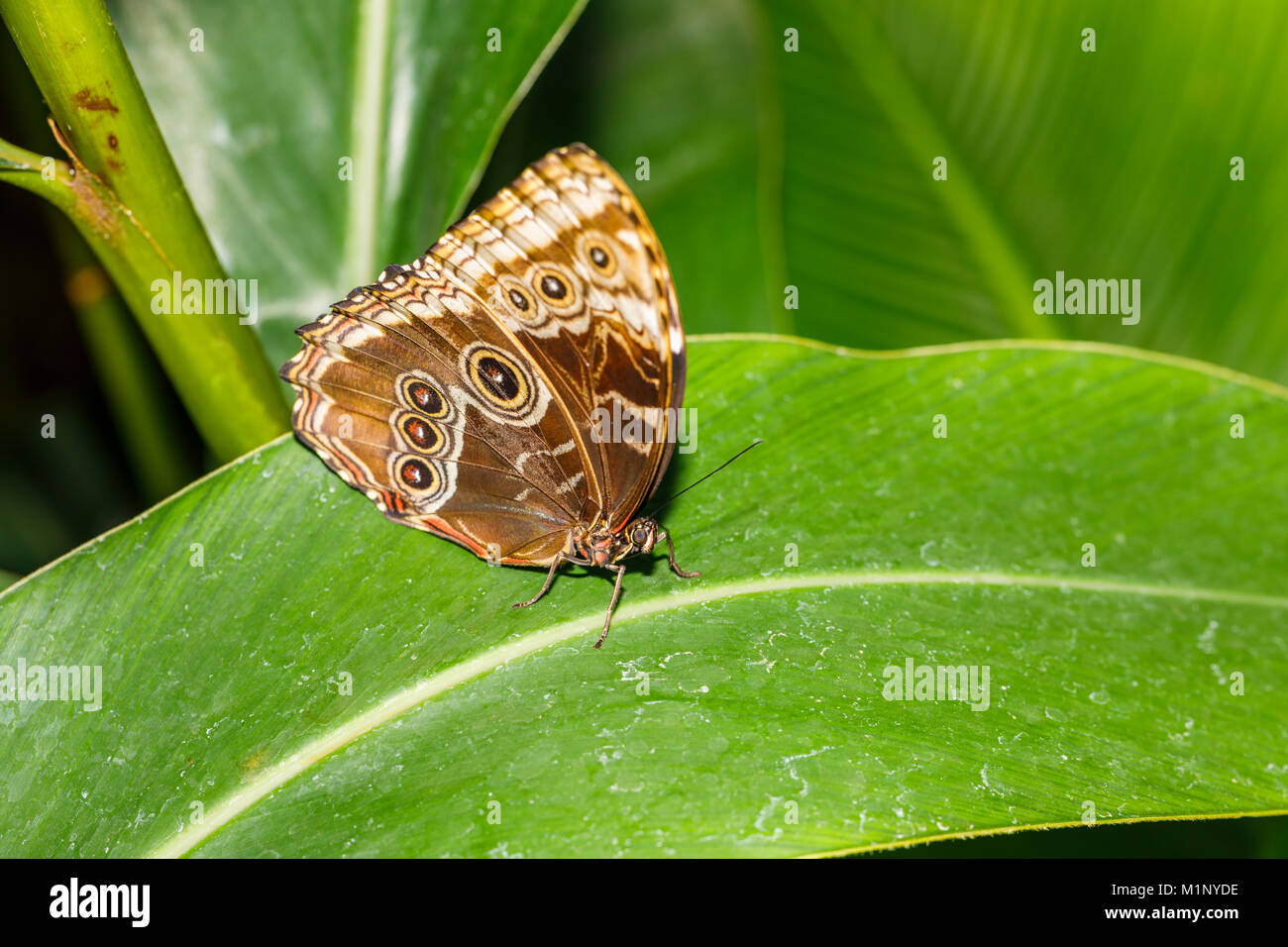 Ventrale Ansicht der blaue Morpho Schmetterling (Morpho peleides) in Ruhe Flügel auf ein Blatt geschlossen, RHS Wisley Schmetterling Ausstellung, Surrey, Südosten, England, Grossbritannien Stockfoto
