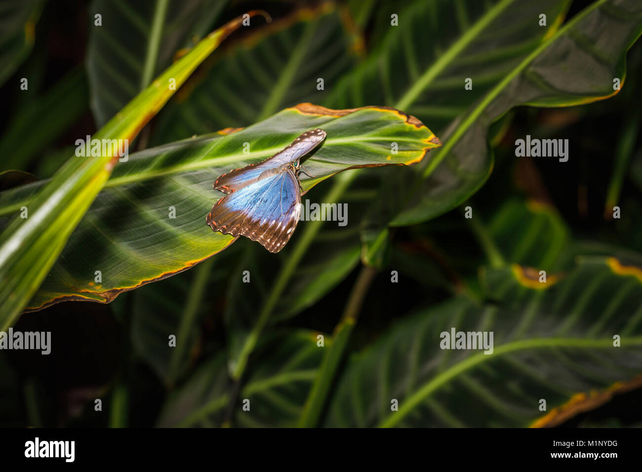 Schillernden blauen Morpho Schmetterling (Morpho peleides) in Ruhe auf ein Blatt, offenen Flügeln, RHS Wisley Schmetterling Ausstellung, Surrey, Südosten, England, Grossbritannien Stockfoto