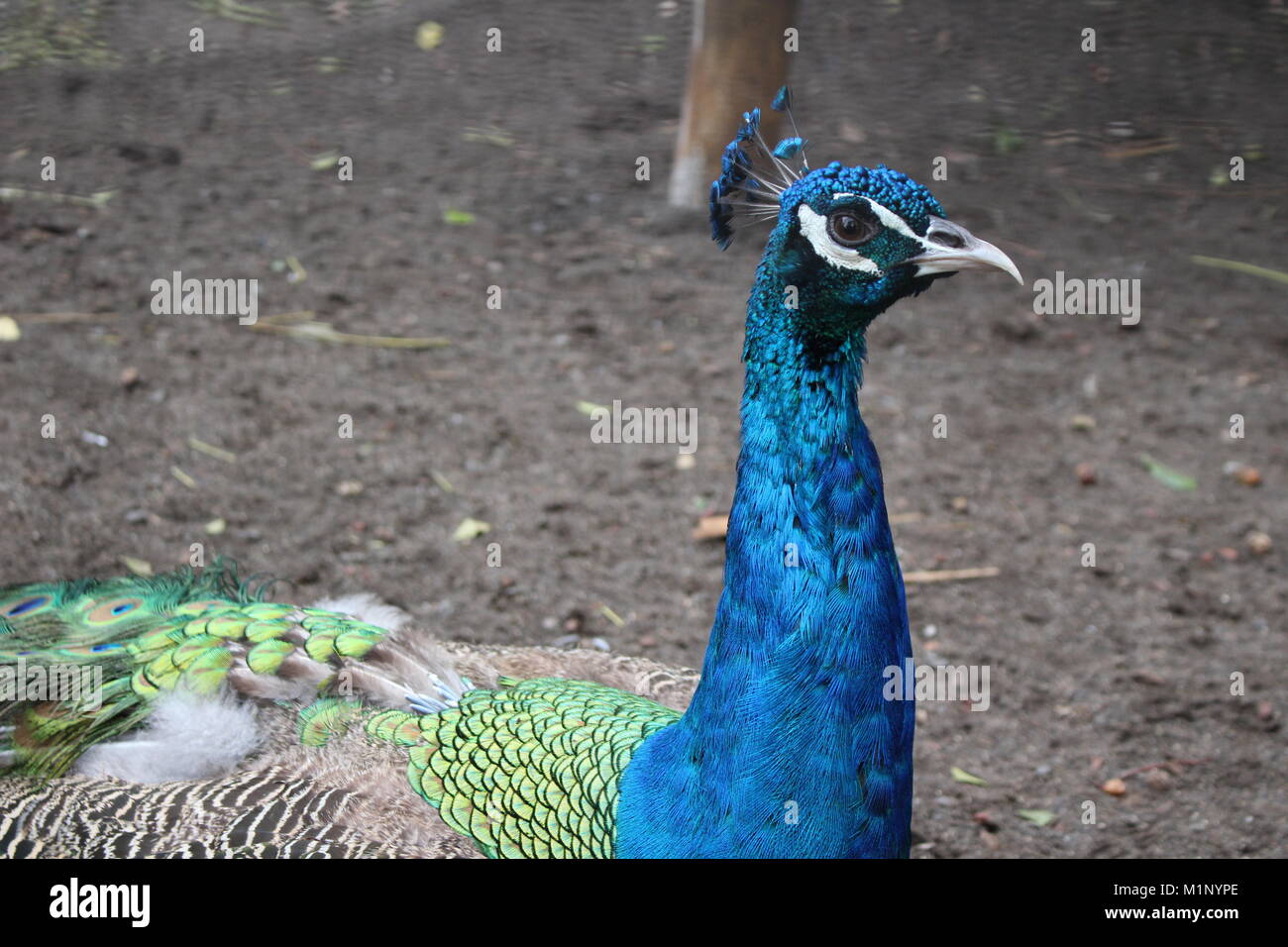 Einige Bilder von Tieren in einem Zoo Stockfoto
