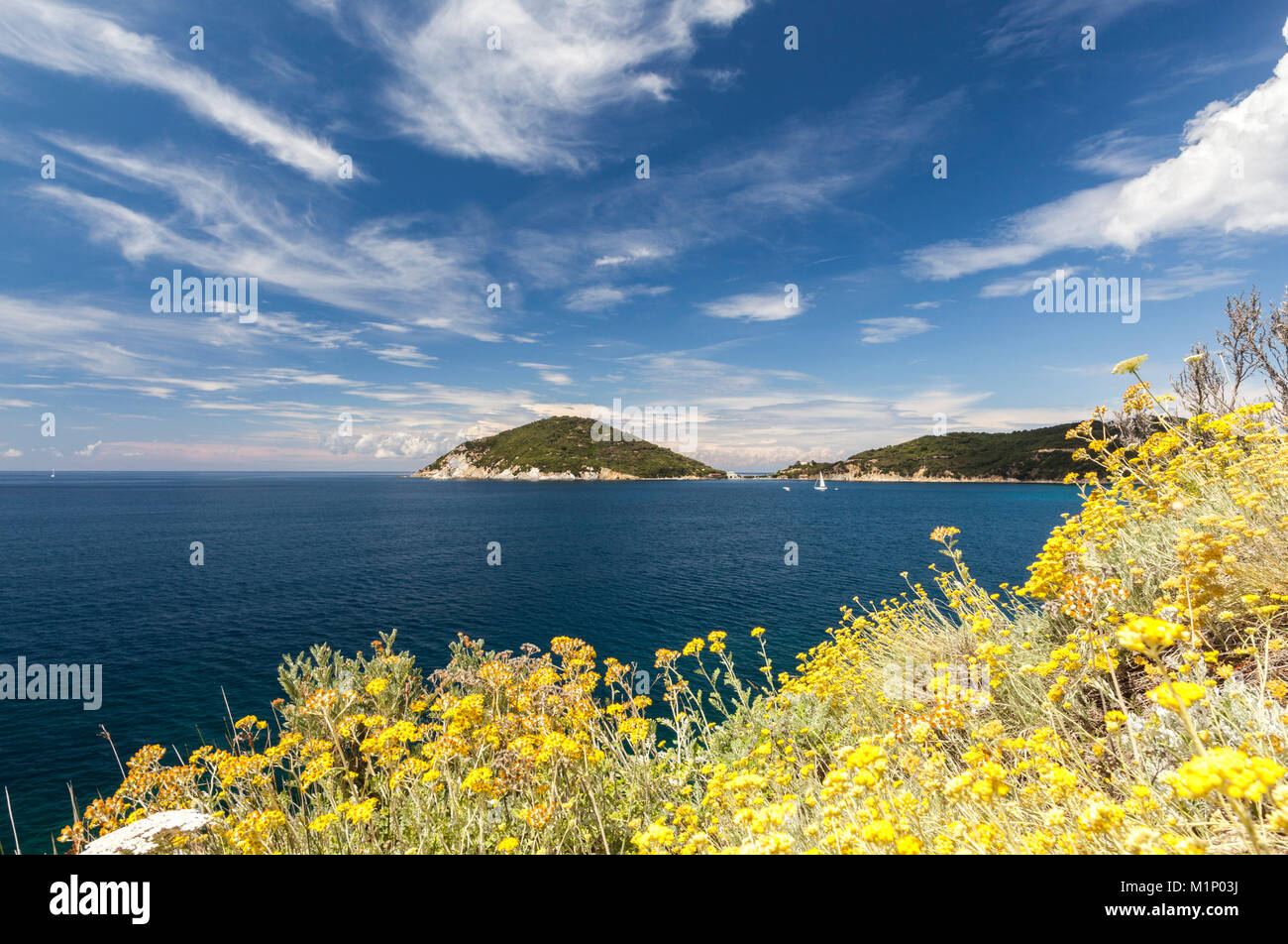 Gelb wilde Blumen, Golf von Procchio, Marciana, Insel Elba, Livorno Provinz, Toskana, Italien, Europa Stockfoto