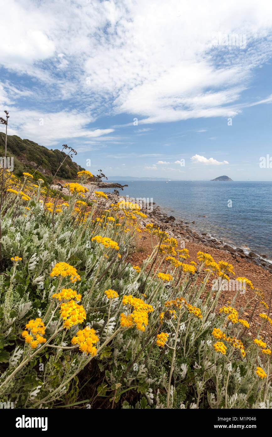 Wilde Blumen an Sansone Strand, Portoferraio, Insel Elba, Livorno Provinz, Toskana, Italien, Europa Stockfoto