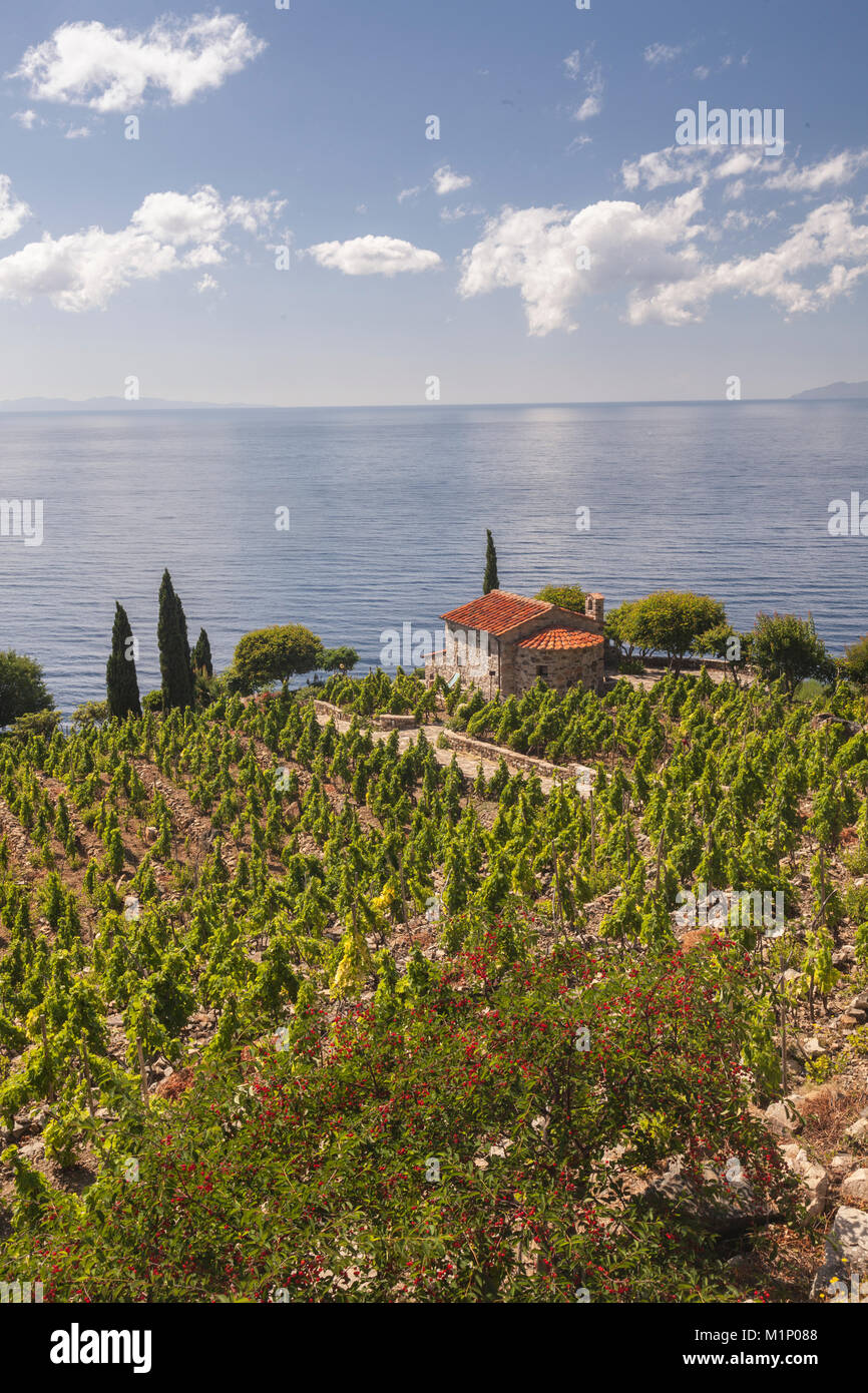 Bauernhaus und Feldern mit Blick auf das Meer, Pomonte, Marciana, Insel Elba, Livorno Provinz, Toskana, Italien, Europa Stockfoto