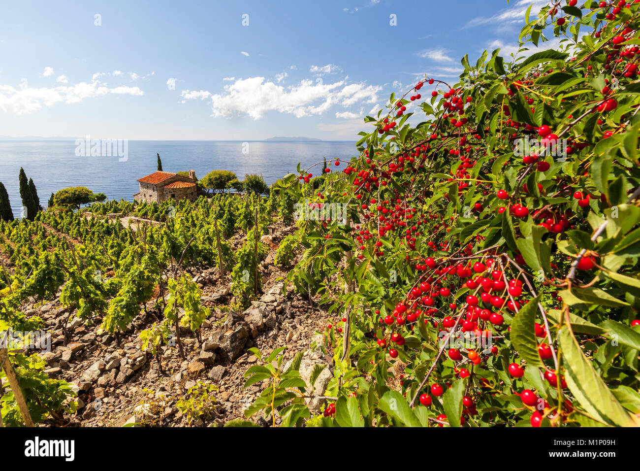 Rote Beeren in bewirtschafteten Feldern, Pomonte, Marciana, Insel Elba, Livorno Provinz, Toskana, Italien, Europa Stockfoto