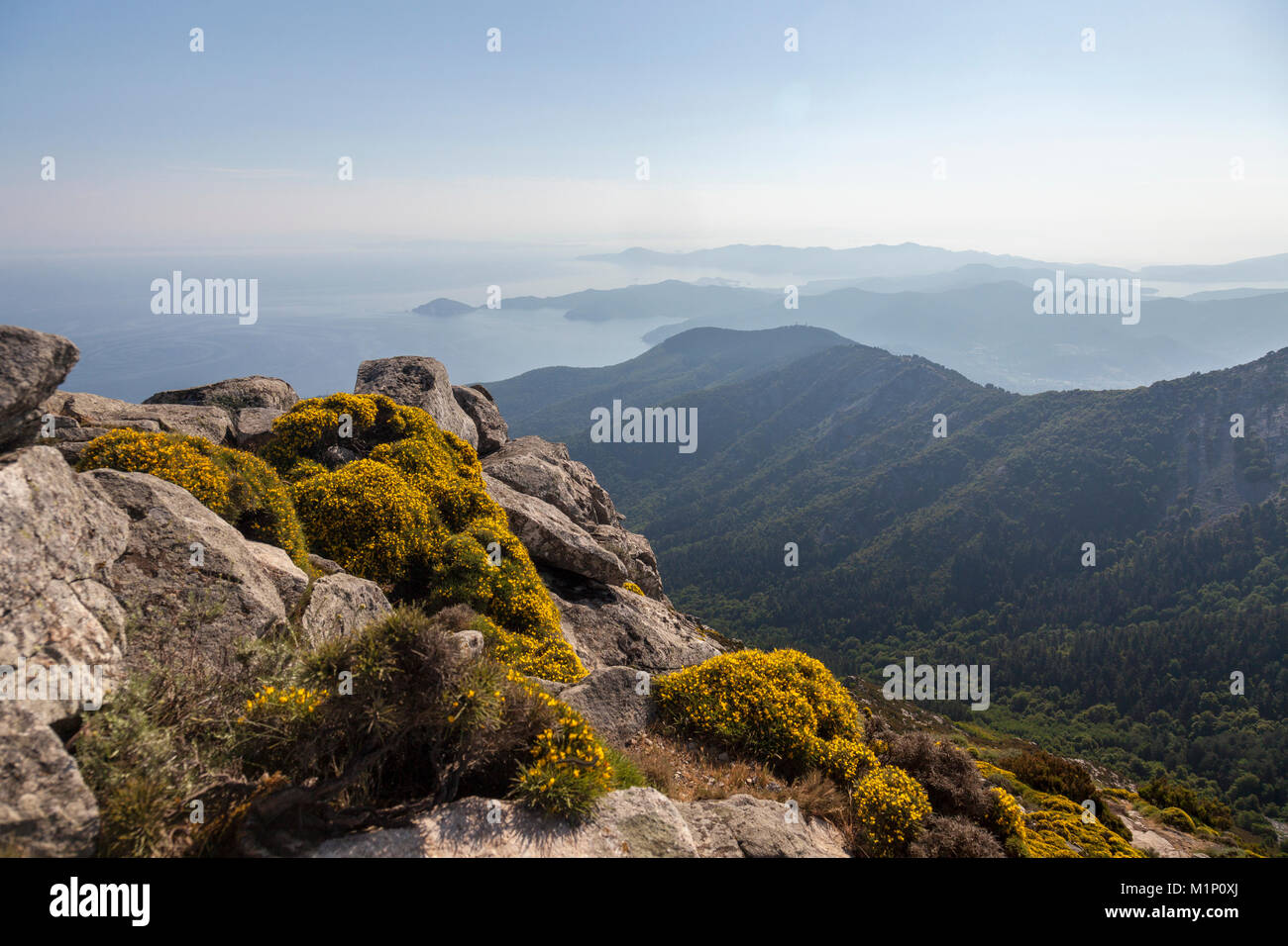 Wilde Blumen auf Felsen, Monte Capanne, Insel Elba, Livorno Provinz, Toskana, Italien, Europa Stockfoto
