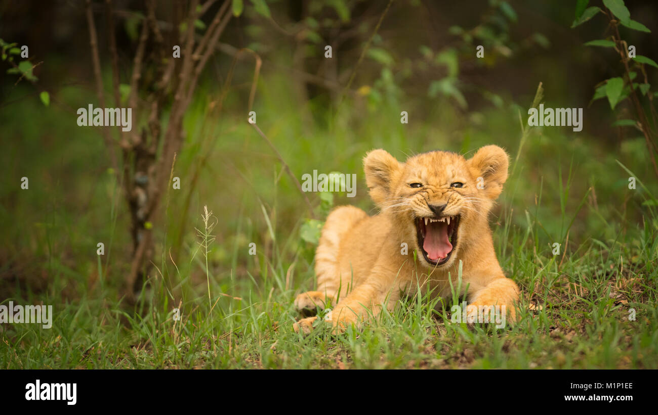 Lion cub Brüllen, Masai Mara, Kenia, Ostafrika, Südafrika Stockfoto