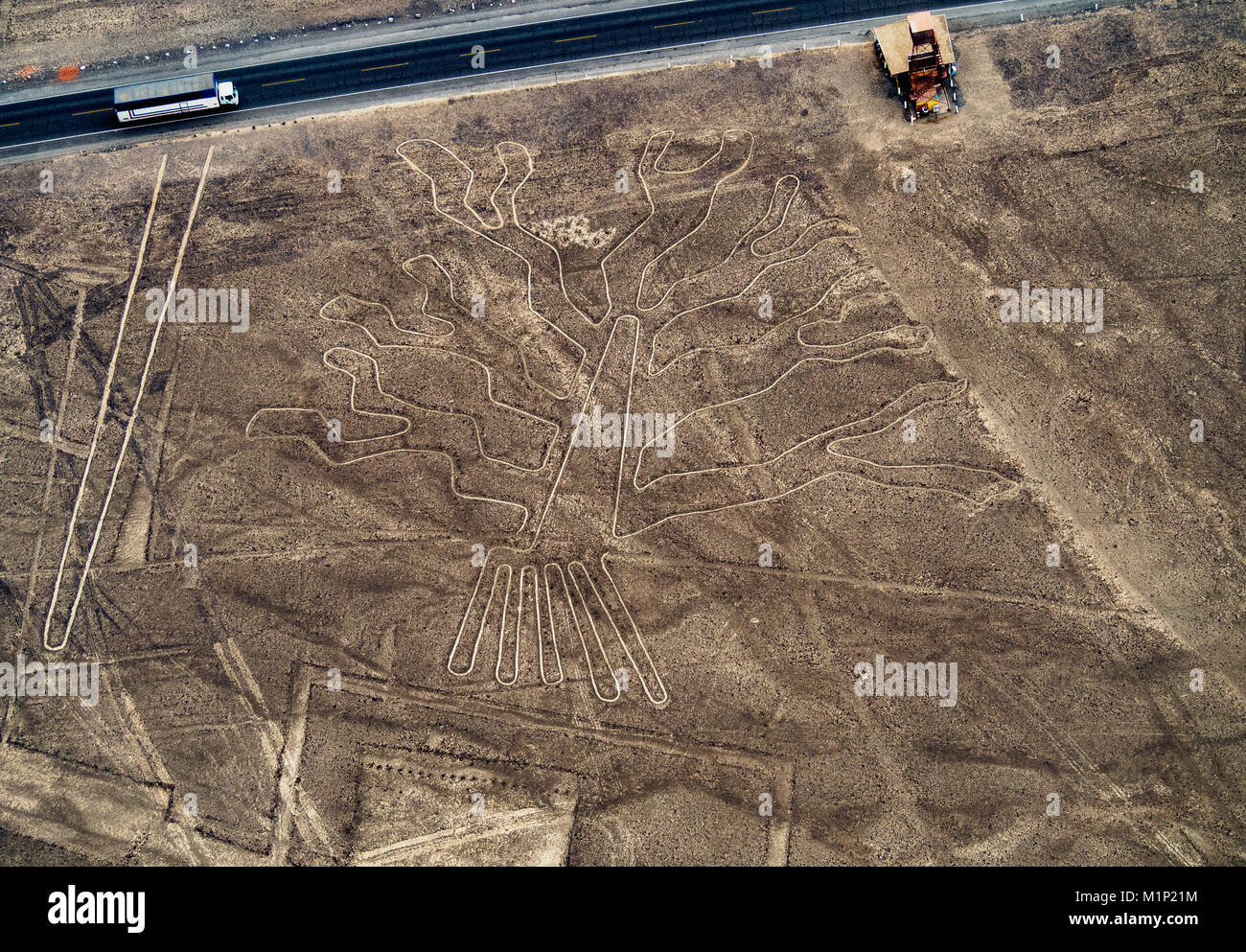 Der Baum Geoglyph, Luftaufnahme, Nazca, UNESCO-Weltkulturerbe, ICA-Region, Peru, Südamerika Stockfoto