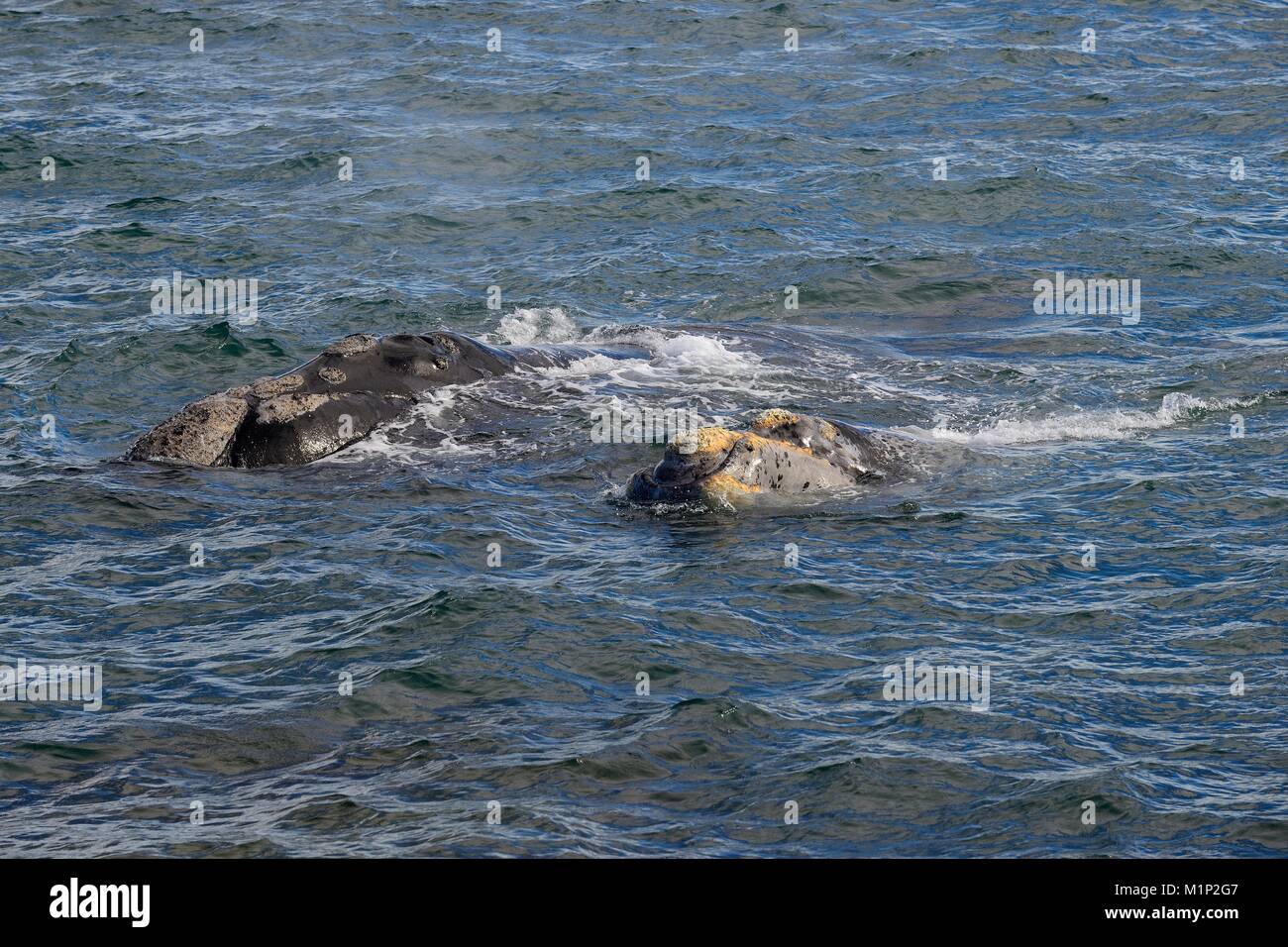 Südkaper (Eubalaena australis), Dam mit Kalb, in der Nähe der Halbinsel Valdés, Provinz Chubut, Patagonien, Argentinien Stockfoto