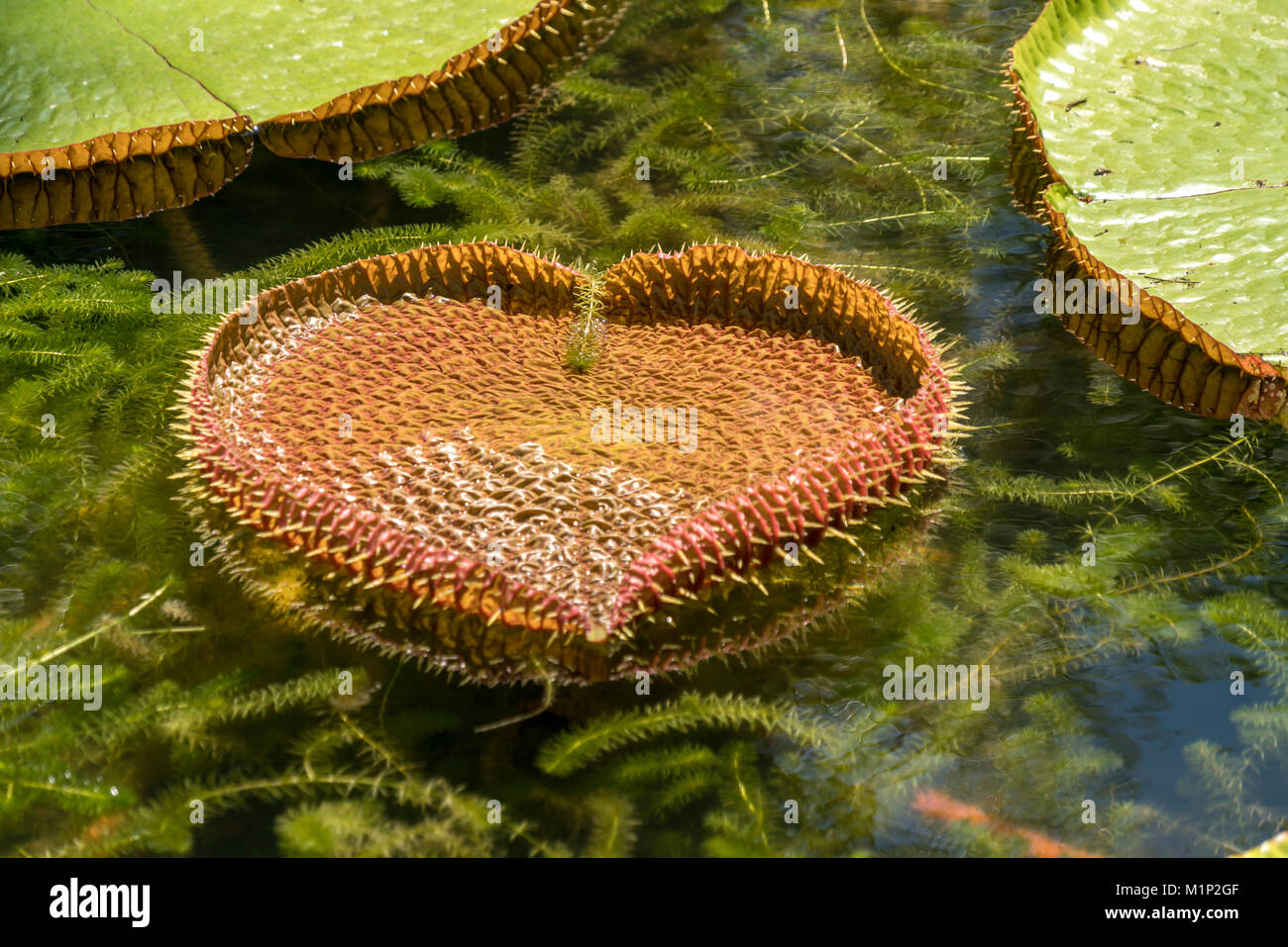 Herzförmiges Blatt Stockfotos und bilder Kaufen Alamy