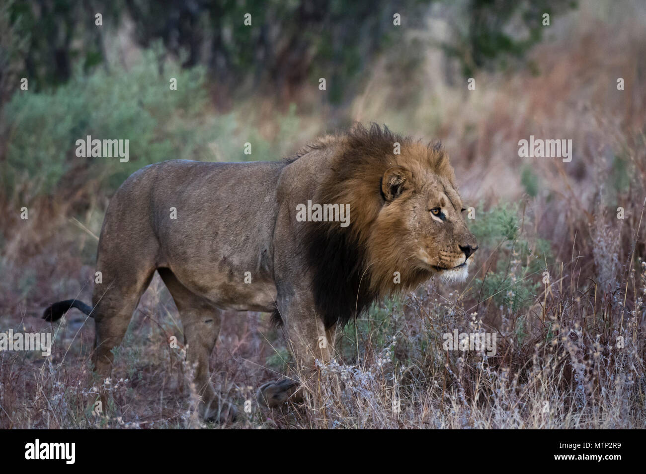Ein männlicher Löwe (Panthera leo) patrouillieren, Botswana, Afrika Stockfoto