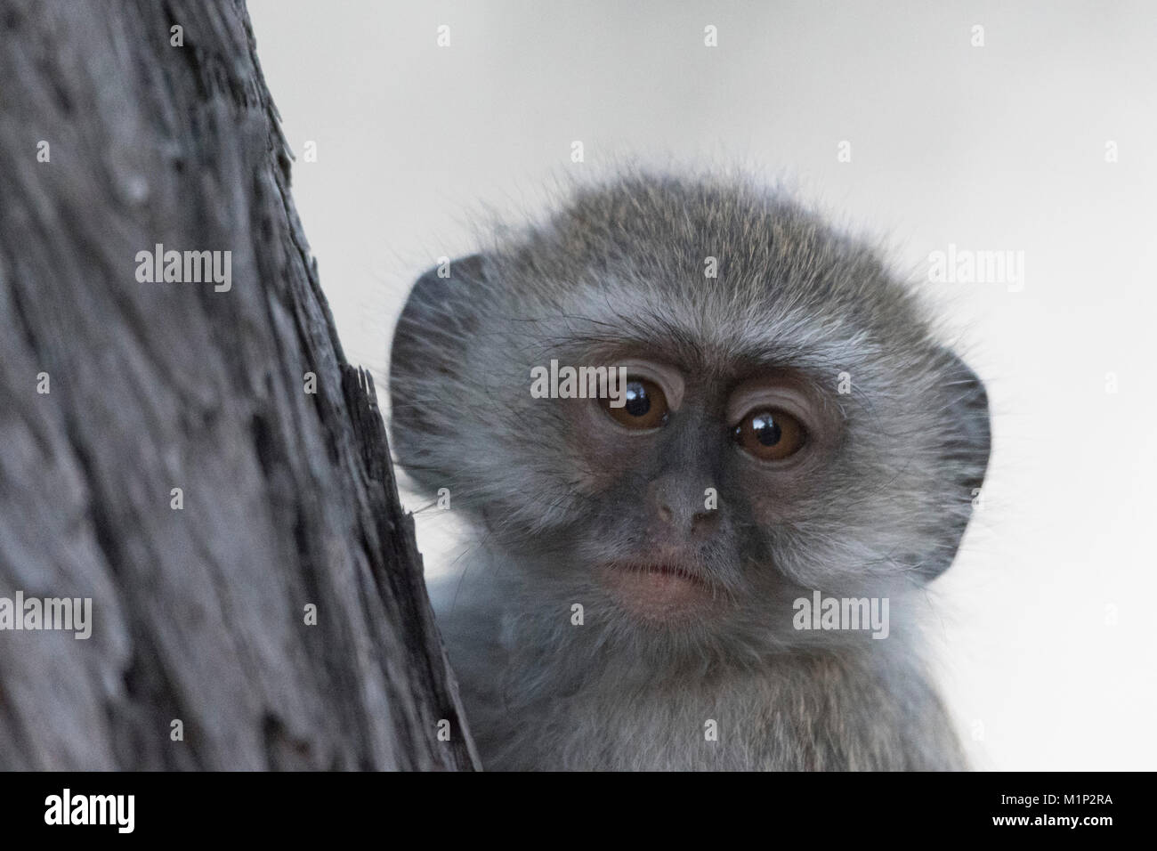 Meerkatze (Chlorocebus pygerythrus), Moremi Game Reserve, Okavango Delta, Botswana, Afrika Stockfoto