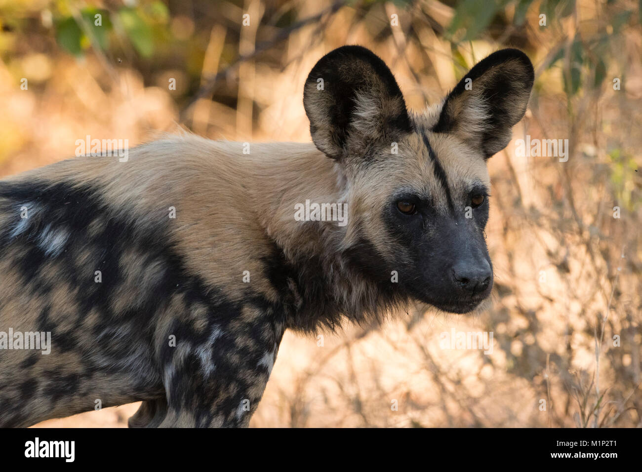 Porträt einer gefährdeten afrikanischen Wildhund (Lycaon pictus), Botswana, Afrika Stockfoto