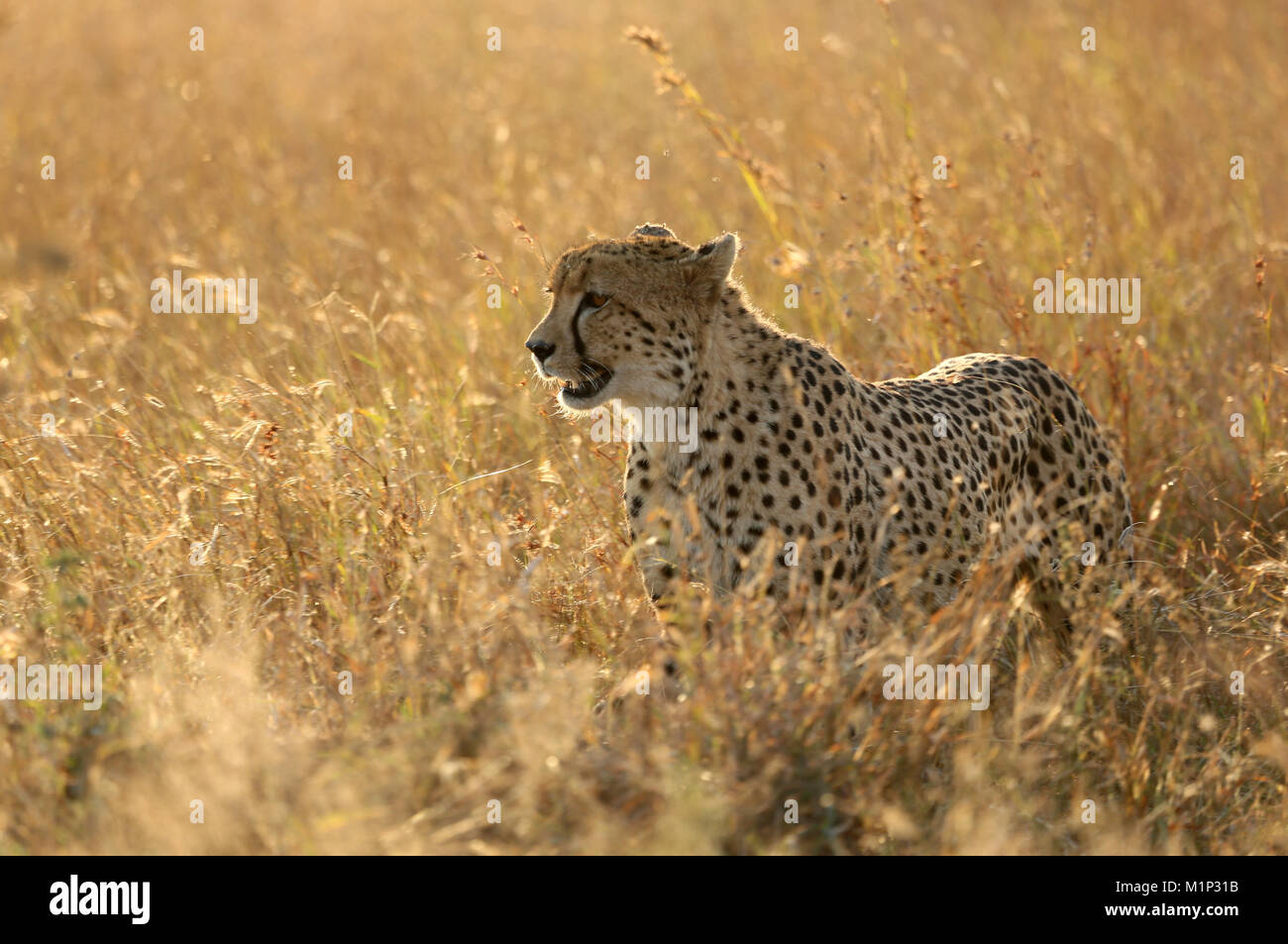 Gepard (Acinonyx jubatus) in der Savanne, Lower Sabie, Krüger Nationalpark, Südafrika, Afrika Stockfoto