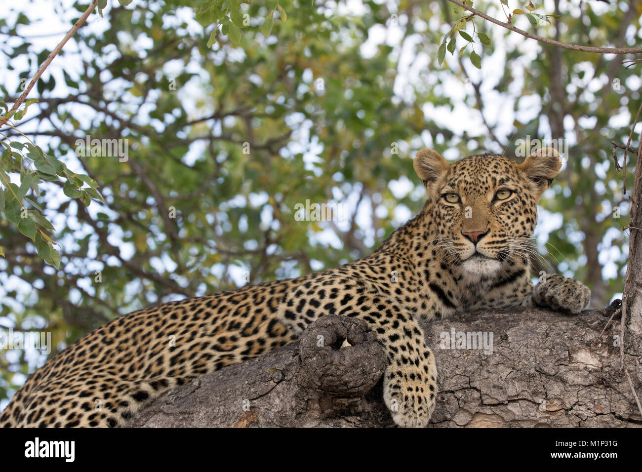Leopard (Panthera pardus) auf einem Zweig eines Baumes, Krüger Nationalpark, Südafrika, Afrika Stockfoto