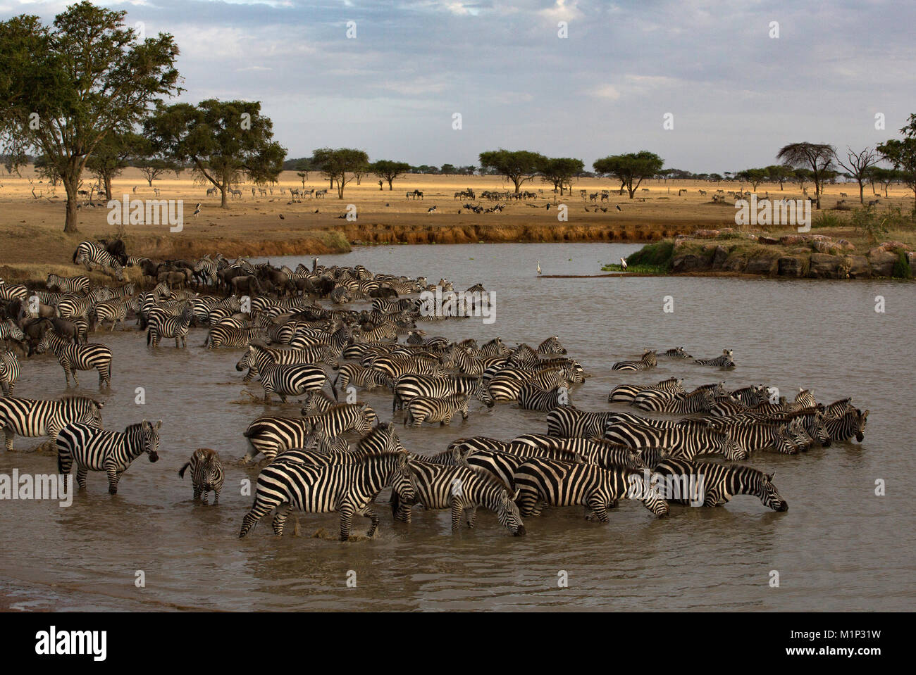 Herde Zebras (Equus quagga) Trinkwasser, Serengeti National Park, Tansania, Ostafrika, Südafrika Stockfoto
