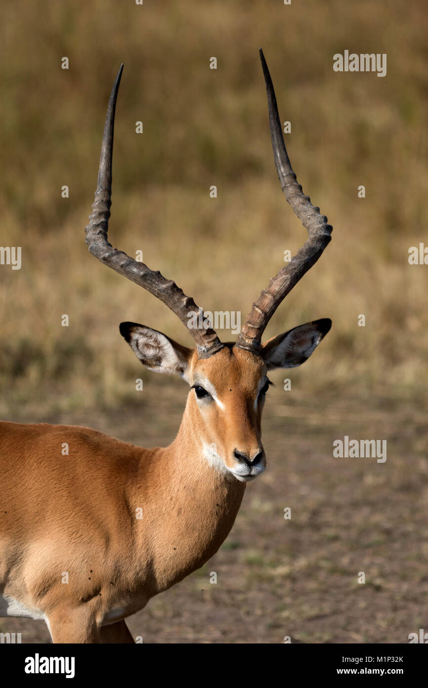 Impala (Aepyceros melampus), Masai Mara National Reserve, Kenia, Ostafrika, Südafrika Stockfoto