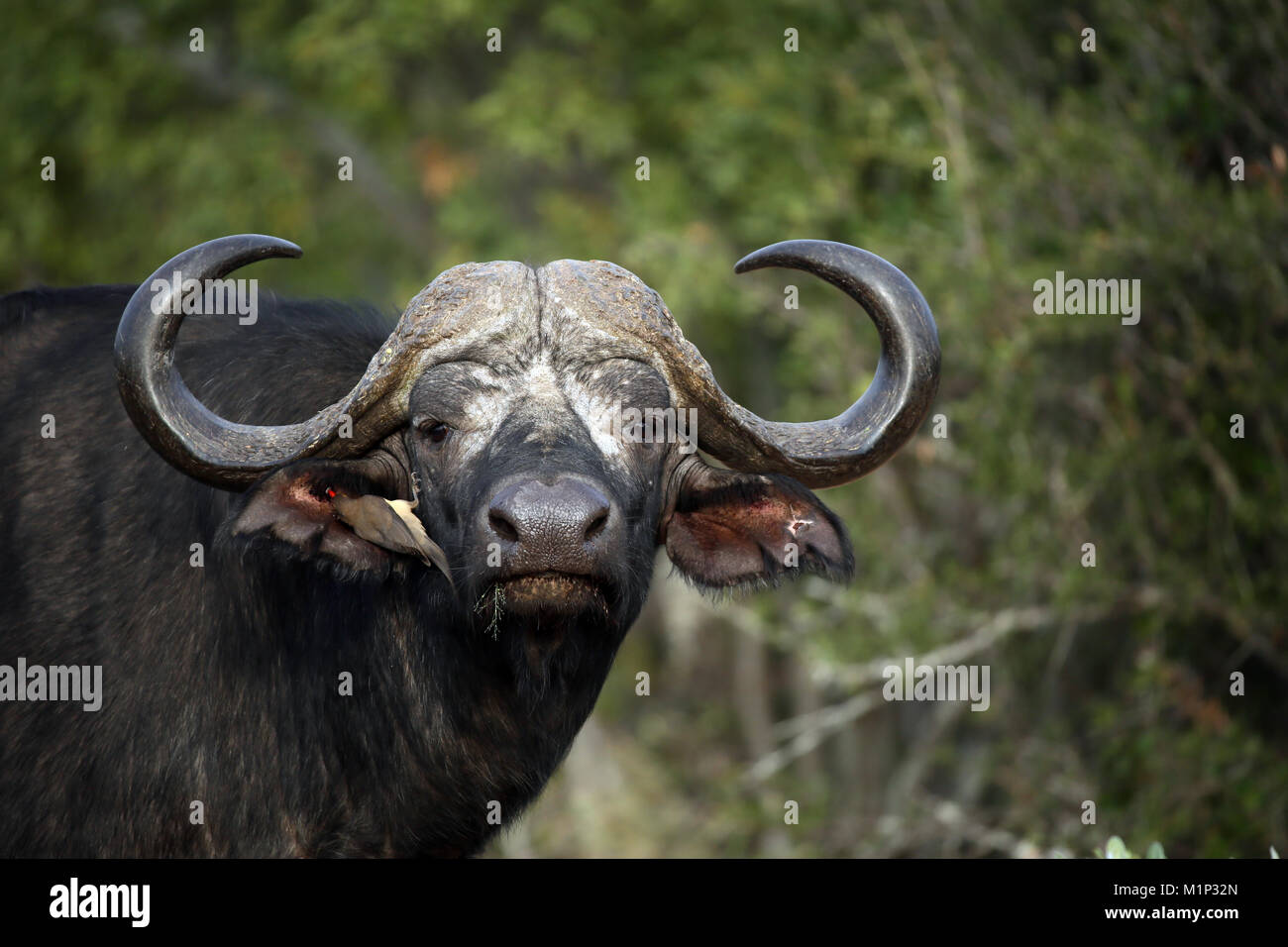 Afrikanische Büffel, Krüger Nationalpark, Südafrika, Afrika Stockfoto