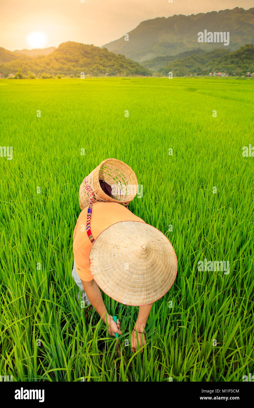 Landwirt tragen eine kegelförmige Hut in Reisfeldern, Mai Chau, Hoa Binh, Vietnam, Indochina, Südostasien, Asien Stockfoto