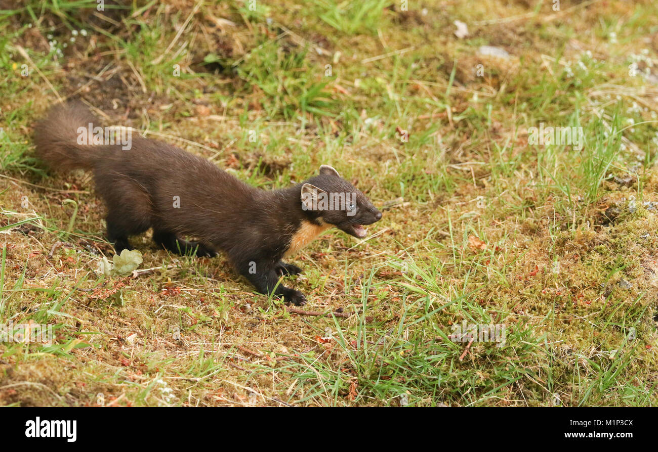 Die Seite Profil einer atemberaubenden Baummarder (Martes martes) in den Highlands von Schottland stehend auf dem Gras mit seinen Mund öffnen. Stockfoto