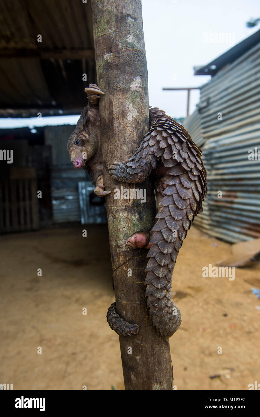 Pangolin (pholidota) erfasst und zum Verkauf eine Autobahn entlang, Kwanza Norte, Angola, Afrika Stockfoto