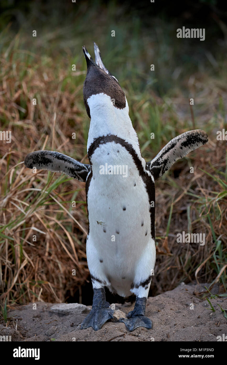 Afrikanische Pinguin (Spheniscus demersus), Simon's Town, in der Nähe von Kapstadt, Südafrika, Afrika Stockfoto