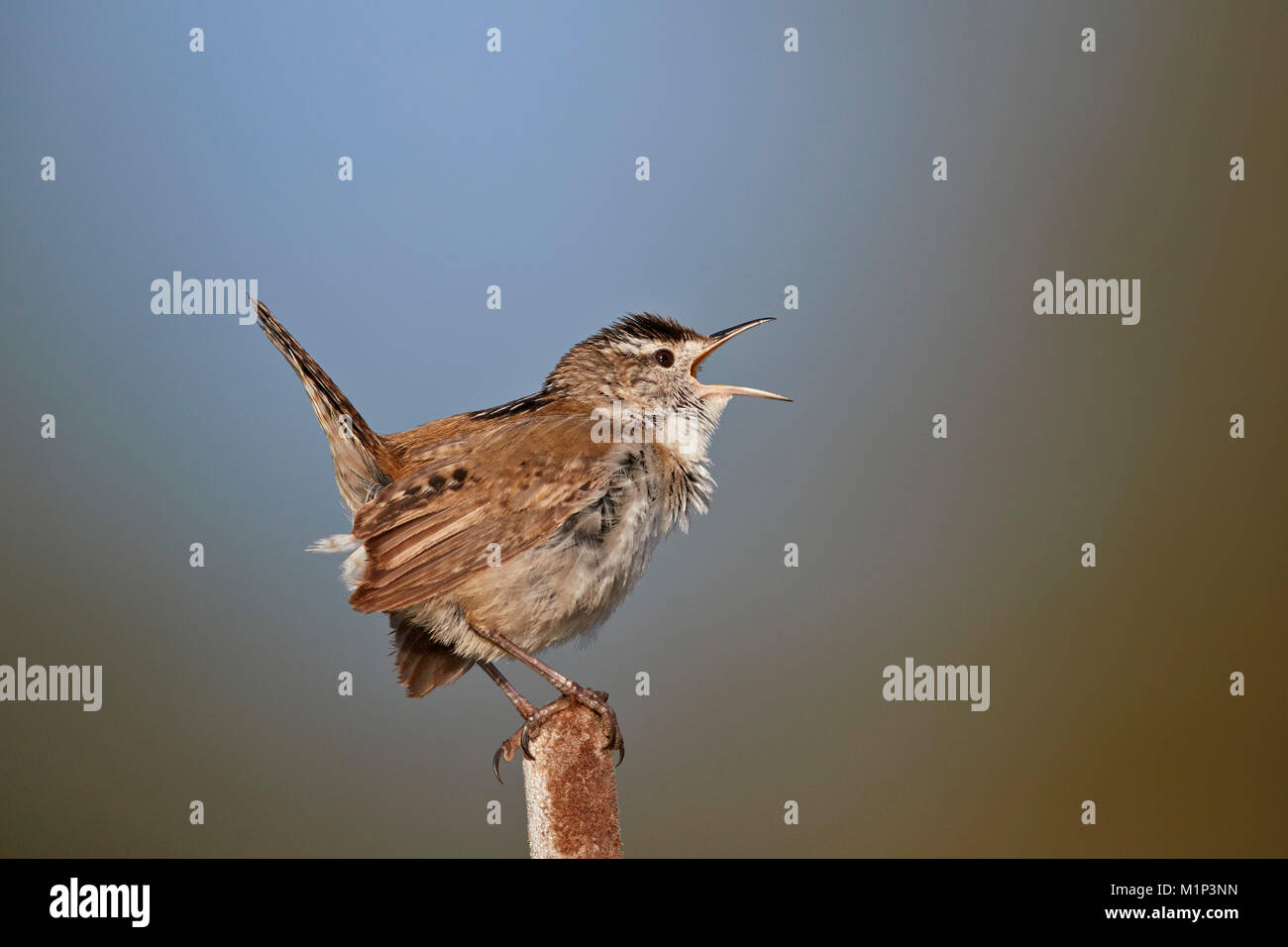 Marsh Wren (Cistothorus palustris), Lac Le Jeune Provincial Park, British Columbia, Kanada, Nordamerika Stockfoto