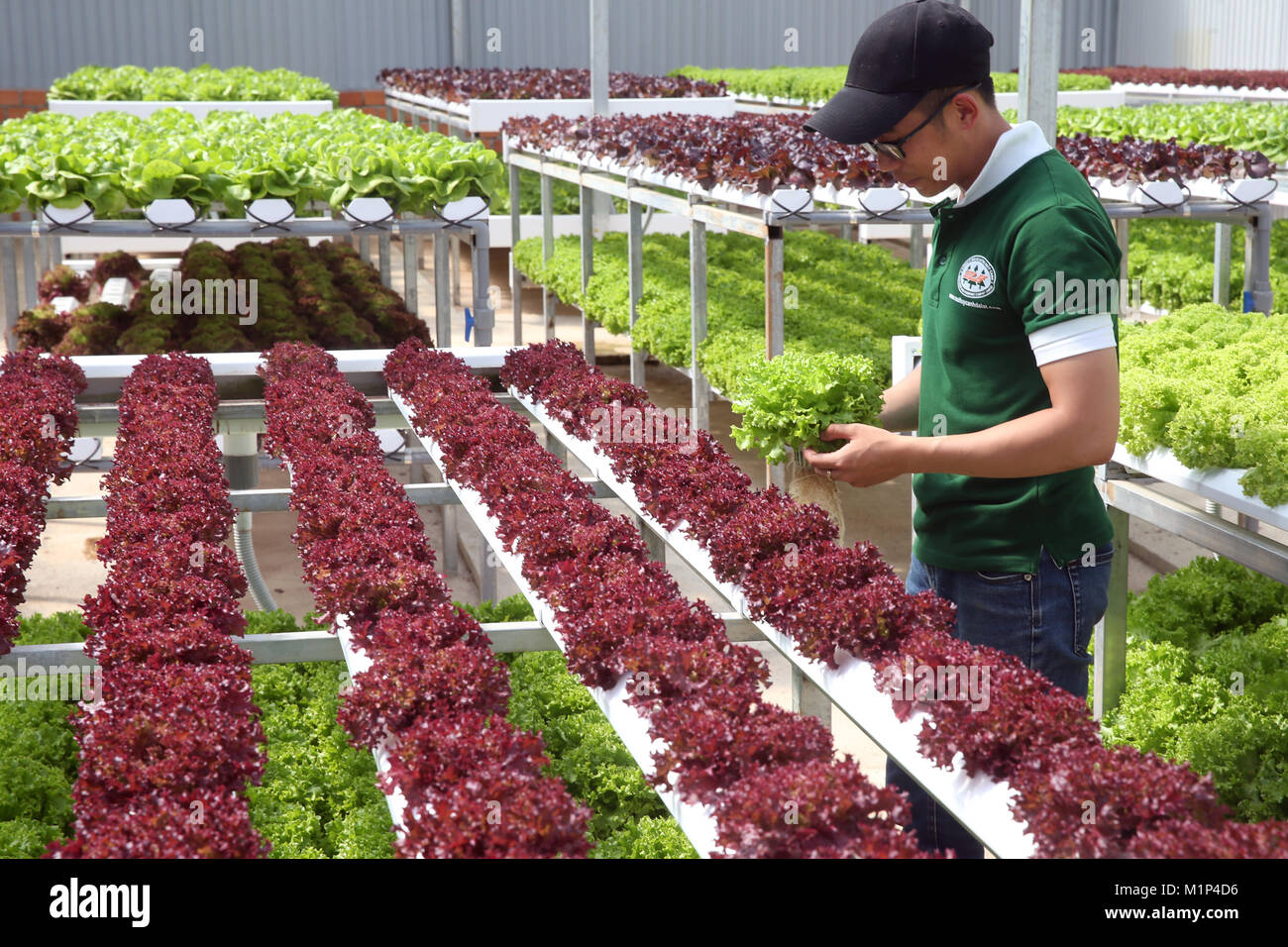 Organische hydroponic vegetable Farm, junger Mann wachsende organische Kopfsalat, Dalat, Vietnam, Indochina, Südostasien, Asien Stockfoto