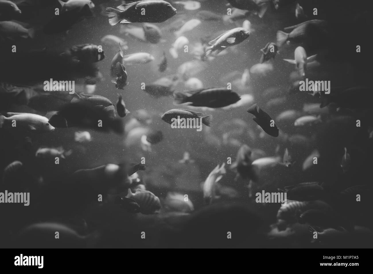 Nahaufnahme einer Schule von Malawi Cichliden im Aquarium Stockfoto