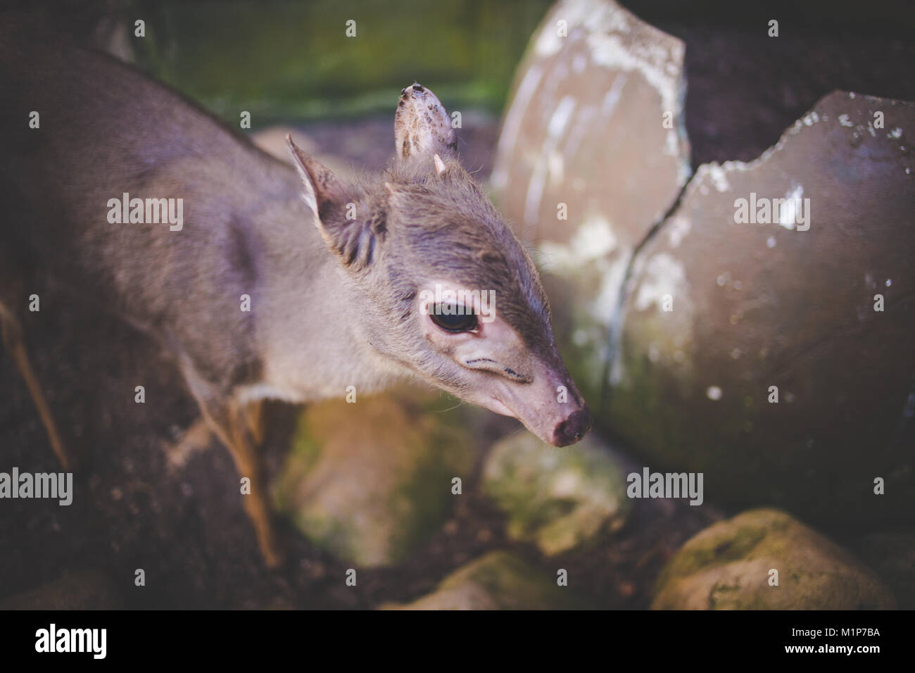 Schließen Sie herauf Bild eines Blue Duiker Antilope Stockfoto