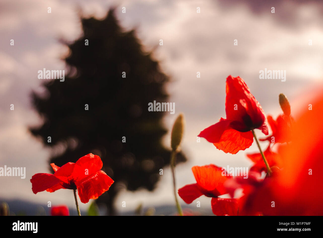 Blüte Mohn und ein Baum Stockfoto