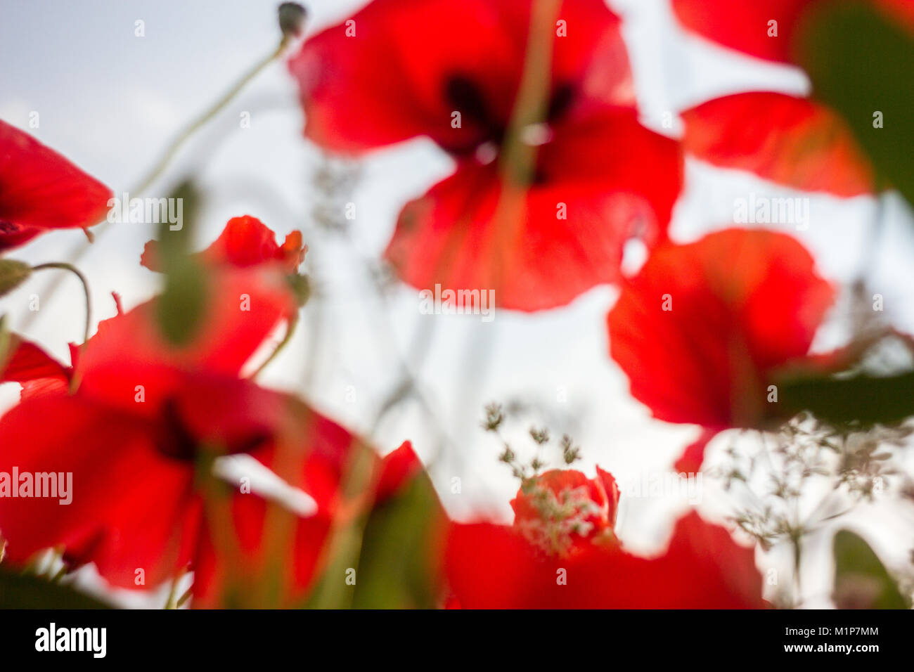 Blüte Mohn und blauer Himmel Stockfoto