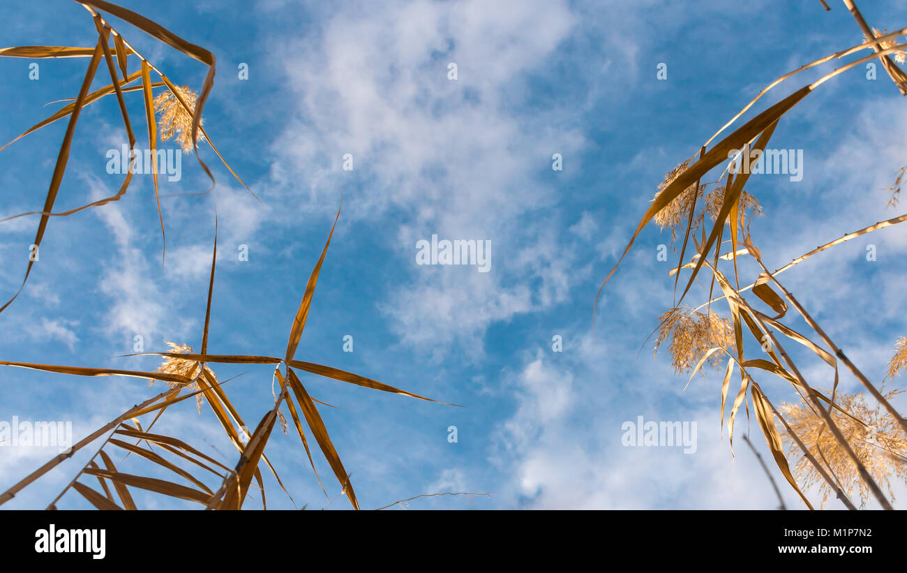 Reed Feld und blauer Himmel mit Wolken Stockfoto