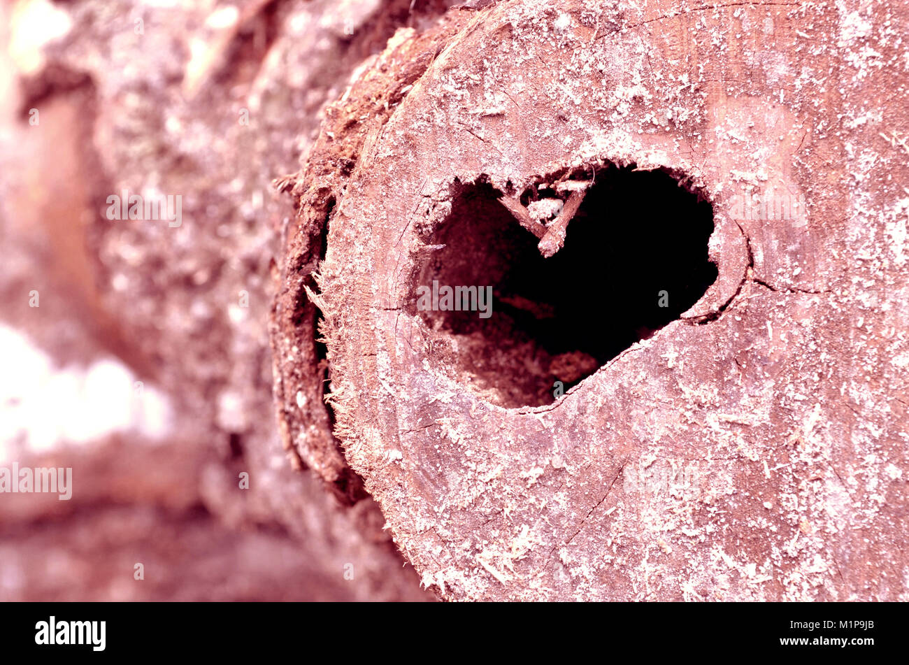 Winter. Holzeinschlag im Wald, Holzfäller Holzhacken und Sammeln von Brennholz für den Winter. Makroaufnahme von frisch geschnittenem Holz mit Herz ornament Stockfoto