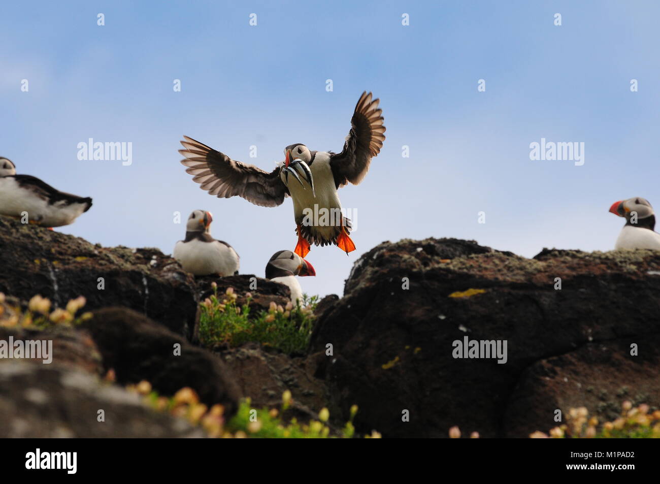 Puffin Insel kann Stockfoto