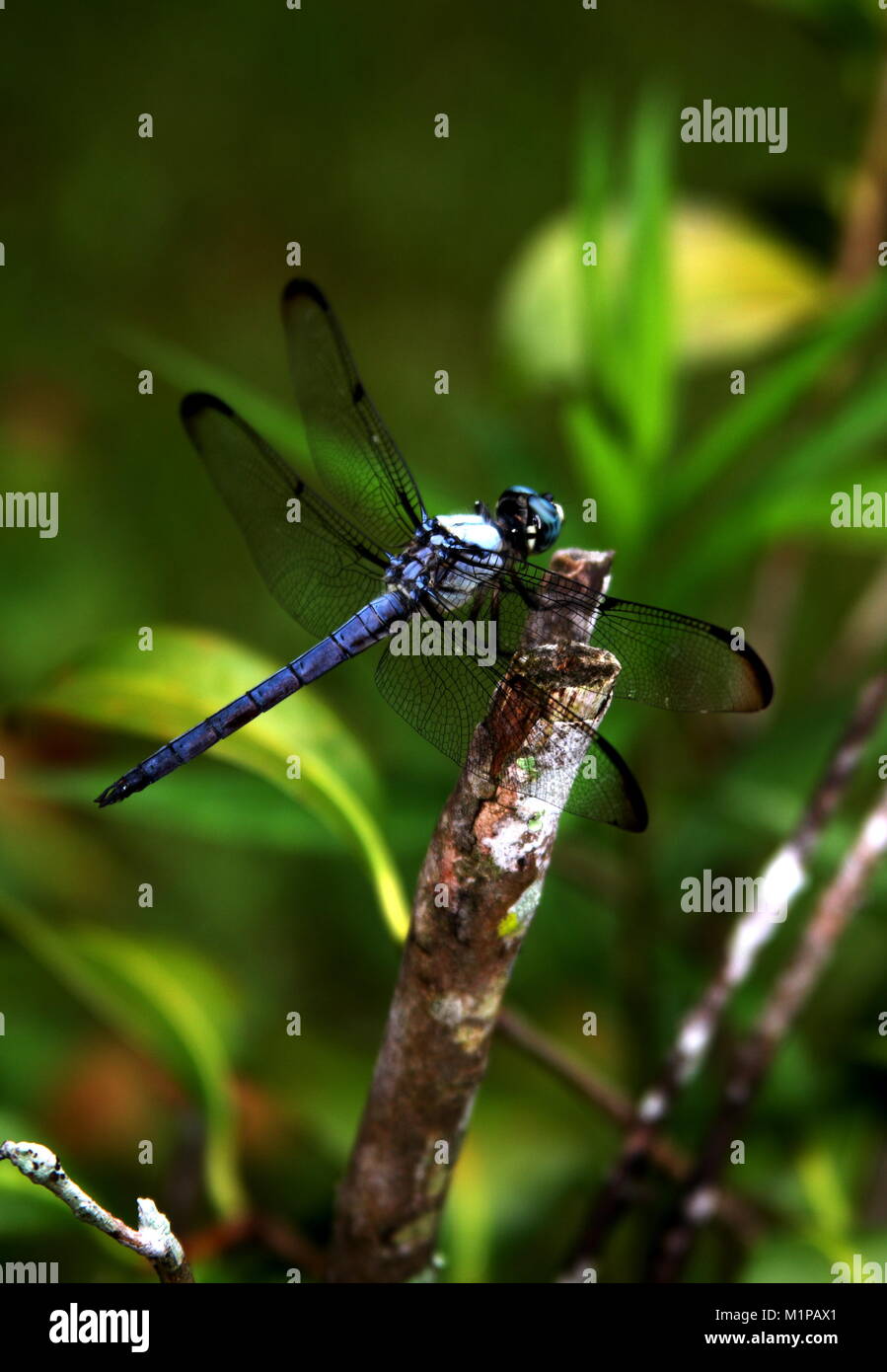 Libelle mit blauen Körper auf Stick. Stockfoto