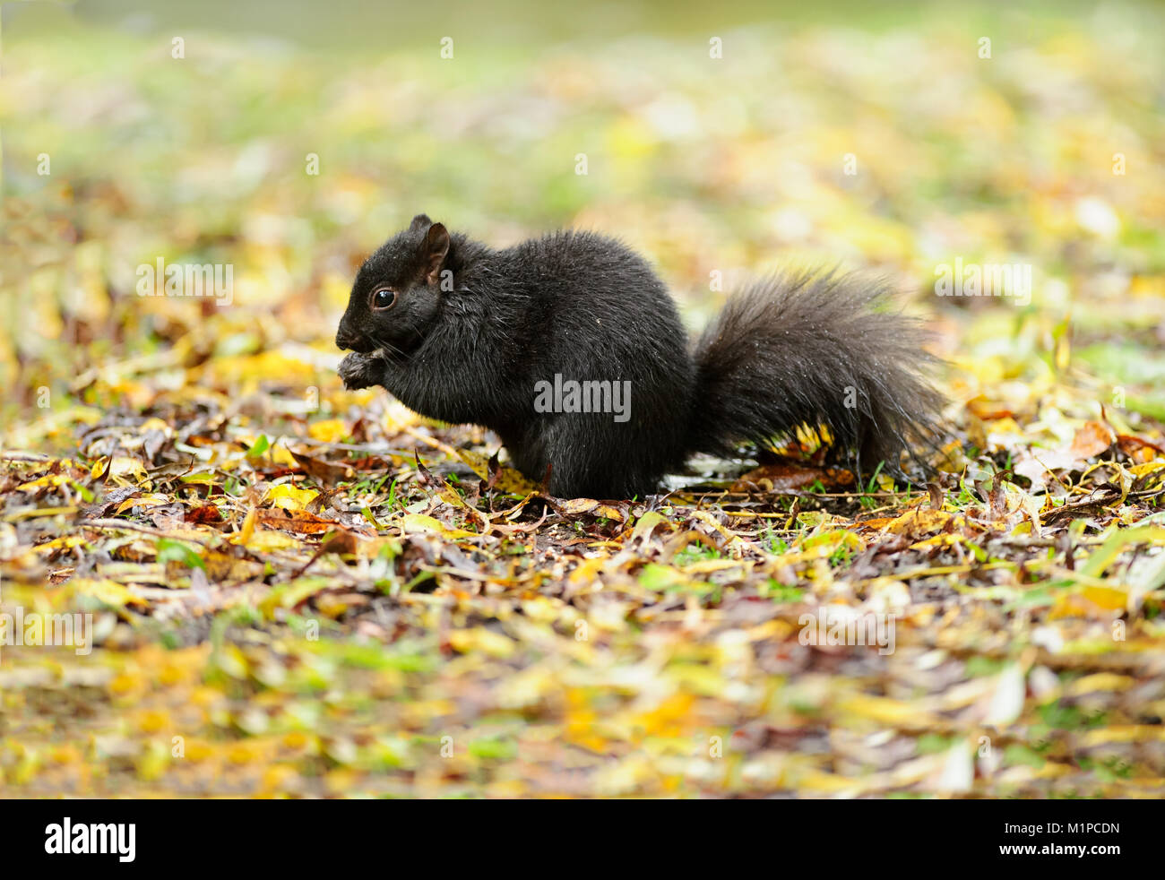 Squirrel schwarz ist ein niedliches schwarzes Eichhörnchen essen in der Natur. Stockfoto