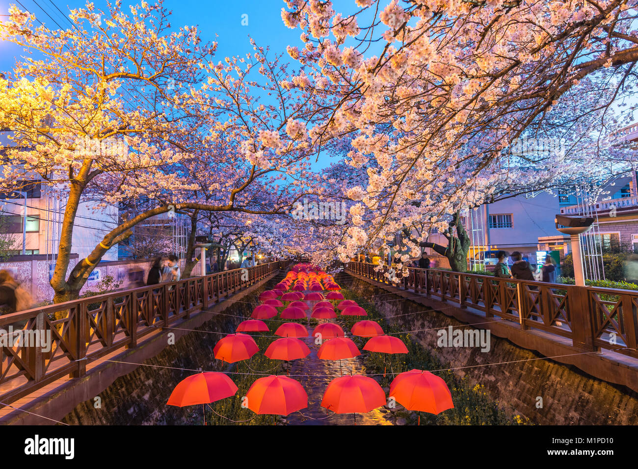 Feder Cherry Blossom Festival in der Yeojwacheon Stream bei Nacht, Jinhae, Südkorea Stockfoto