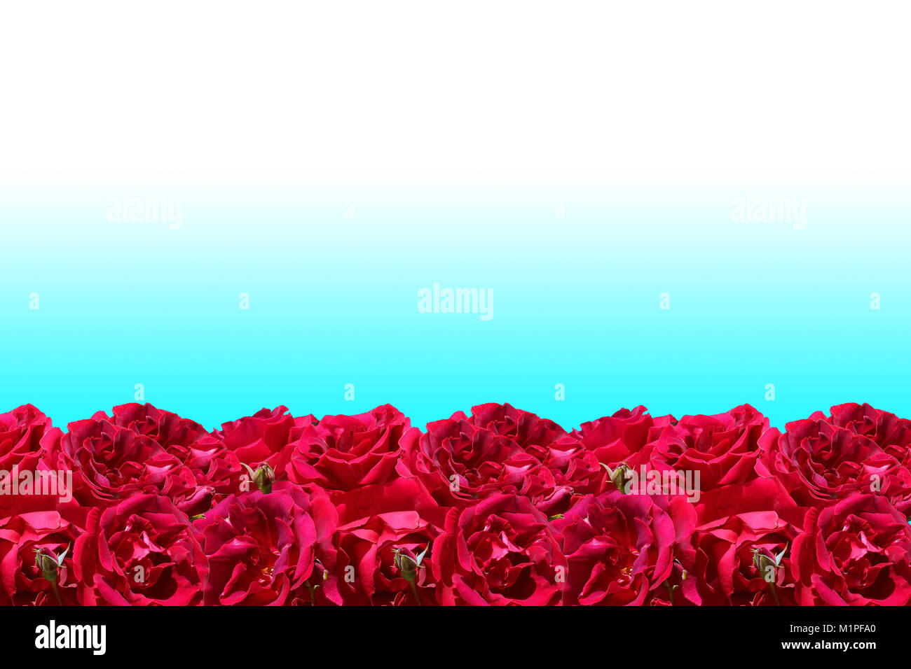 Rote Rosen Rahmen auf cyan Hintergrund isoliert Stockfoto