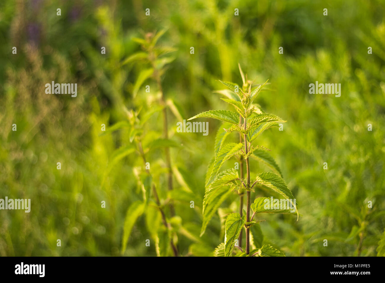 Der Stamm von wilden Brennnessel mit Kopie Raum Stockfotografie - Alamy