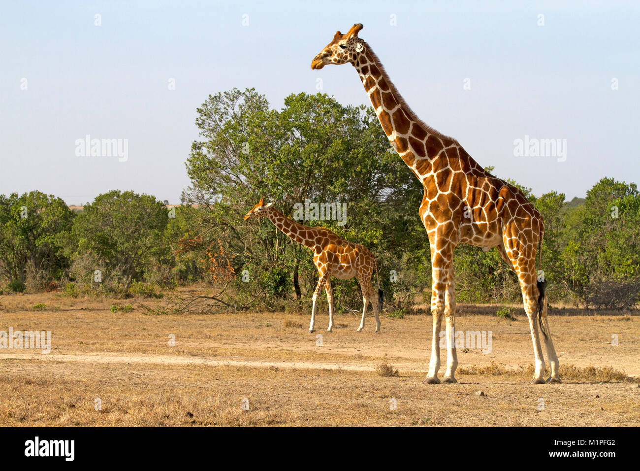 Giraffen in Ol Pejeta Conservancy Stockfoto