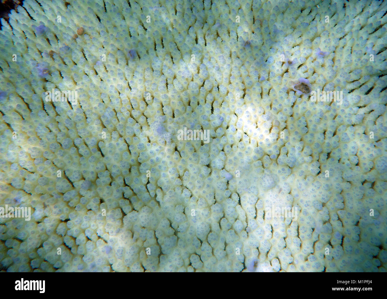 Bleiche Korallen (Acropora sp.), Great Barrier Reef, März 2017 Stockfoto