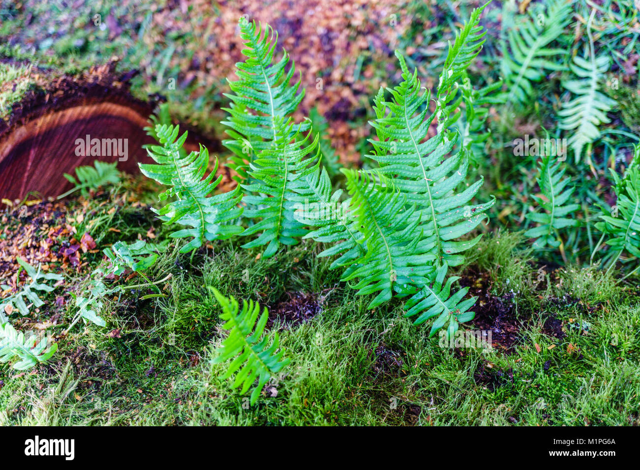 Frisches Grün sprießen von fern auf einem alten Baum im Wald. Stockfoto