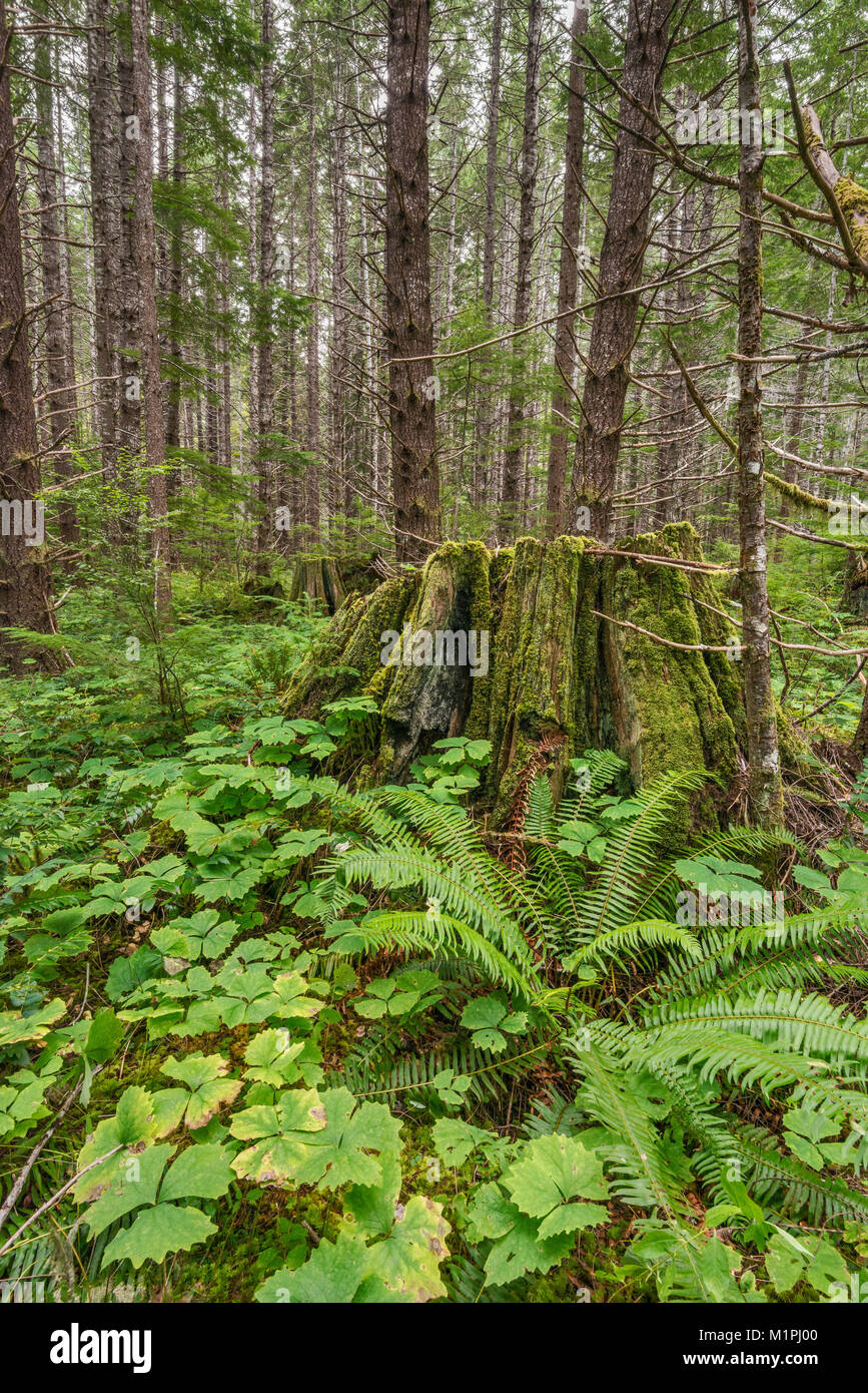 Alten baumstümpfen am regen Wald um buttle Lake Campground im Strathcona Provincial Park, Vancouver Island, British Columbia, Kanada Stockfoto