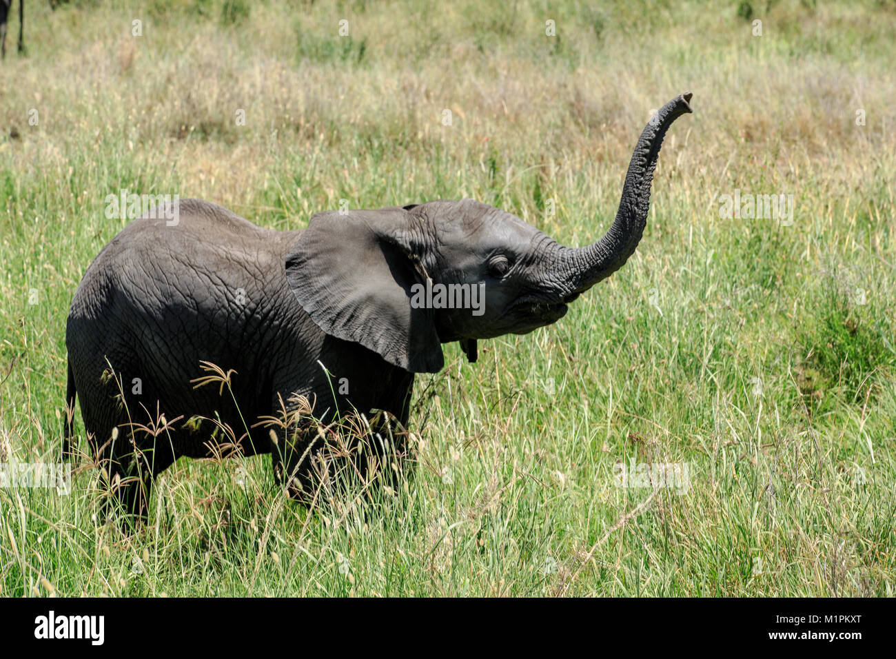 Ein Afrikanischer Elefant Kalb Stockfoto