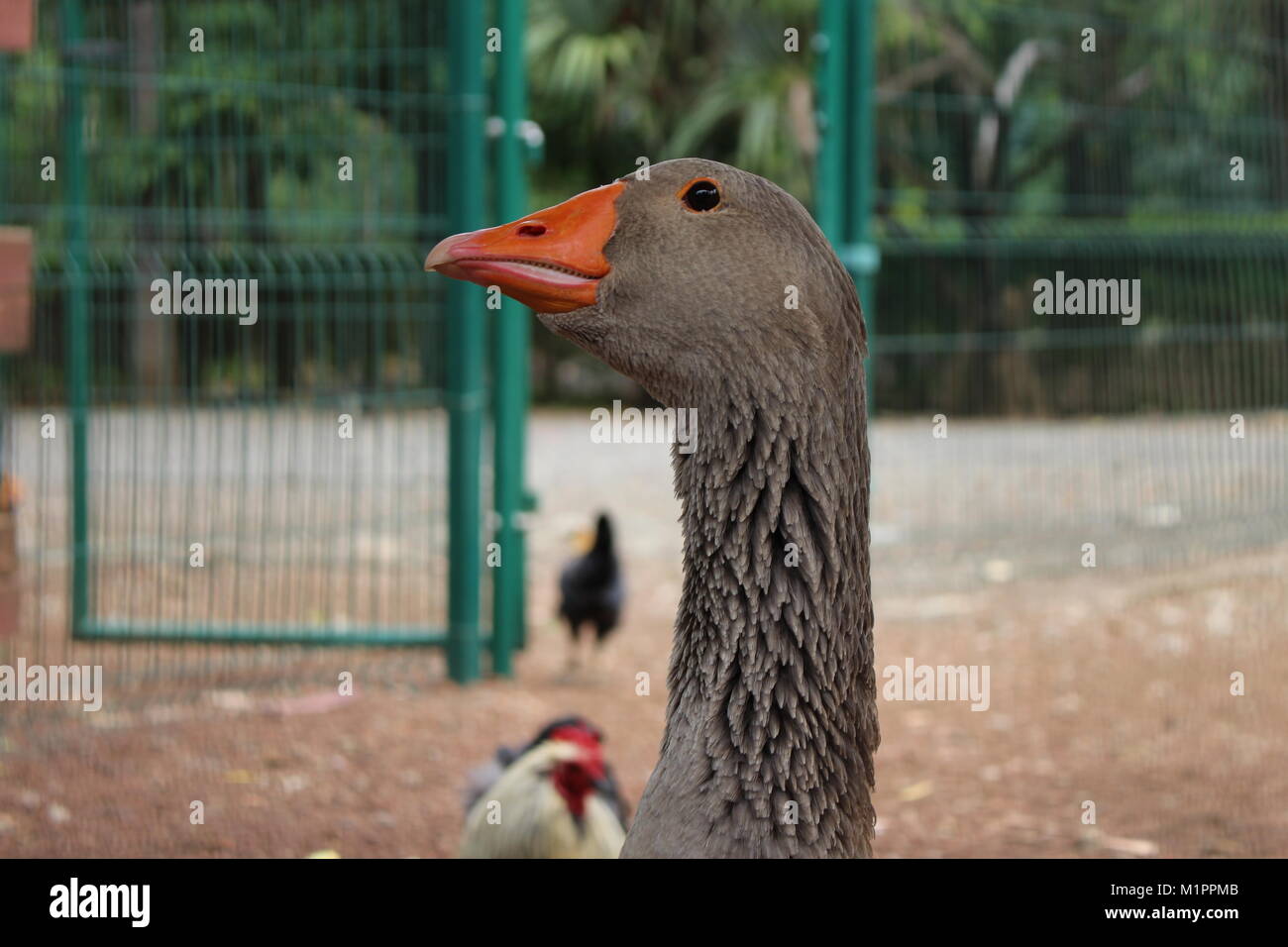 Einige Bilder von Tieren in einem Zoo Stockfoto