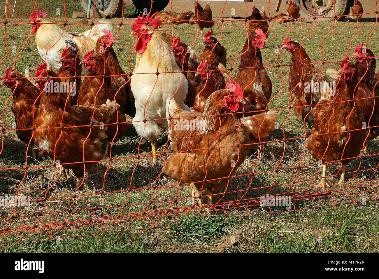 Hühner in Freilandhaltung mit Entlastung in einer Wiese. Im Hintergrund ist ein mobiler Hühnerstall., Hühner in Freilandhaltung mit Auslauf in ein Stockfoto
