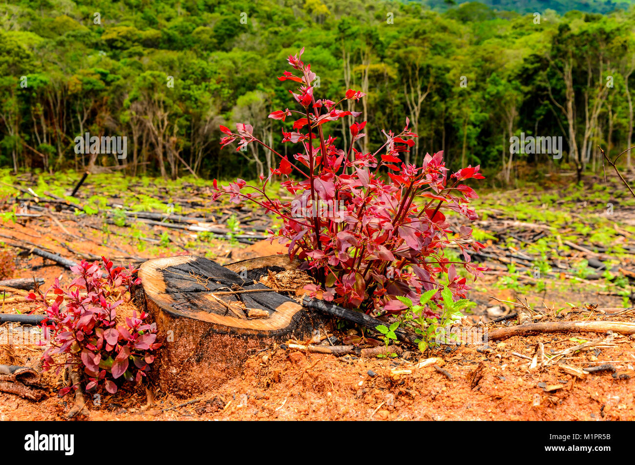Neues Leben Konzept mit wachsenden neuen eucalipto Baum. Landwirtschaft Geschäft. Stockfoto