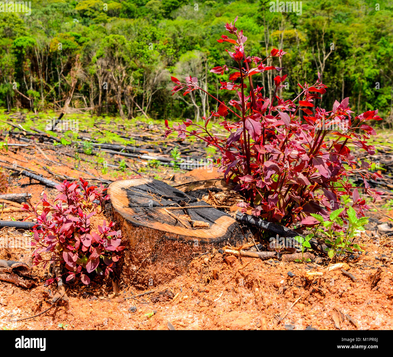 Neues Leben Konzept mit wachsenden neuen eucalipto Baum. Landwirtschaft Geschäft. Stockfoto