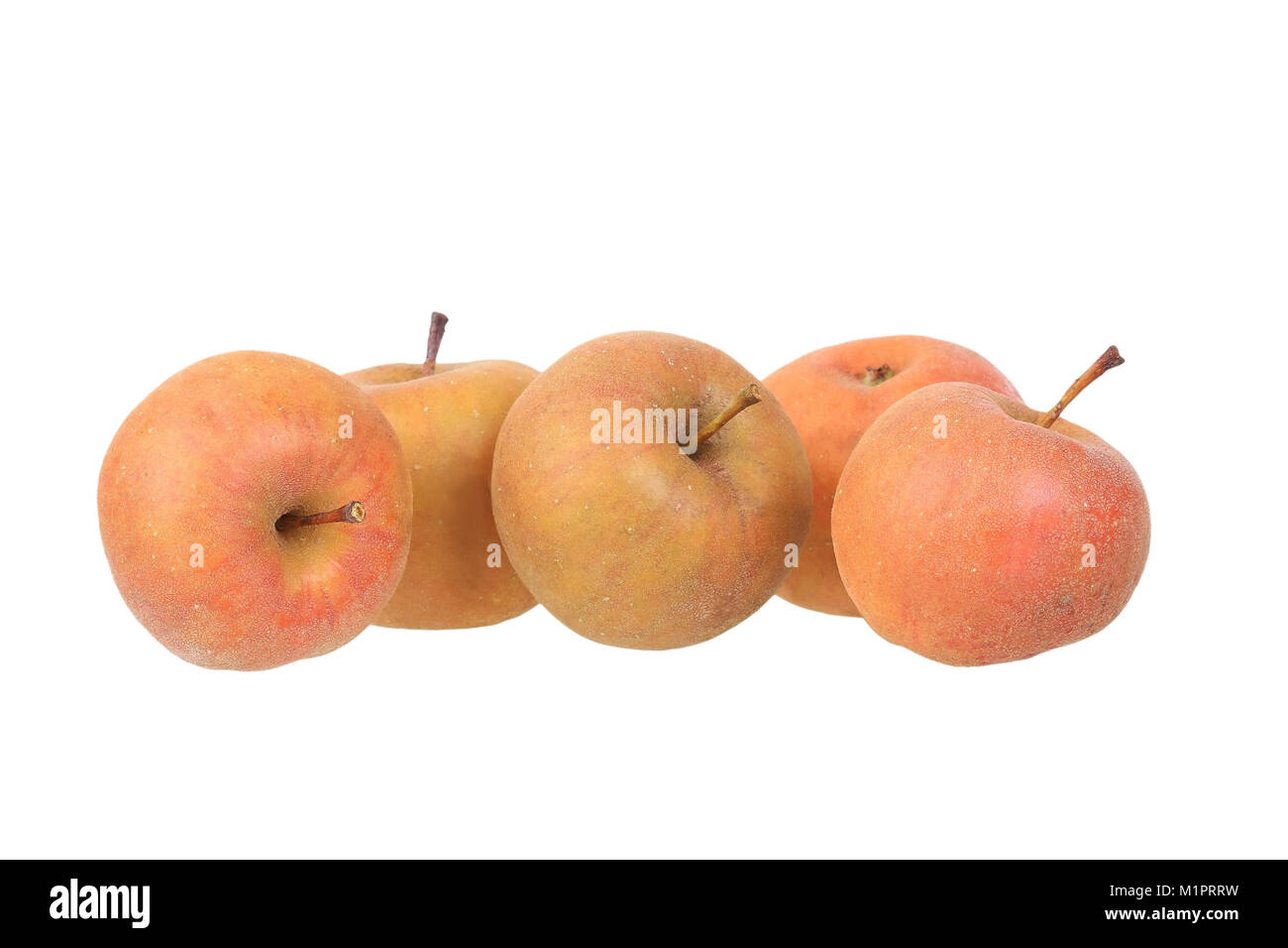 Apple Vielzahl Karpfen utin, Zeit - kelter Websites geehrt, die meisten Standorte für die Herstellung von Apfelwein, Apfelsorte, - Keltersorte Carputin, Mostsorte Stockfoto
